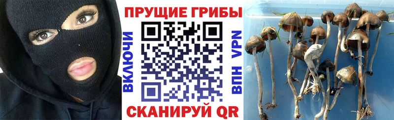 Псилоцибиновые грибы GOLDEN TEACHER  где купить наркотик  Высоковск 